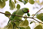 The Sustainable City celebrates biodiversity on the occasion of World Environment Day