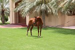 مربط دبي للخيول العربية يقدم فرساً عربية أصيلة في مزاد 