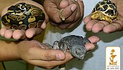 Al Ain Zoo Welcomes the New Year with Reptile New-borns