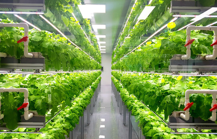 Vertical farming could be adopted in homes, on rooftops and on balconies. (Shutterstock)